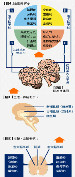 科学的脳特性とは何か（ハーマンモデルより使用）